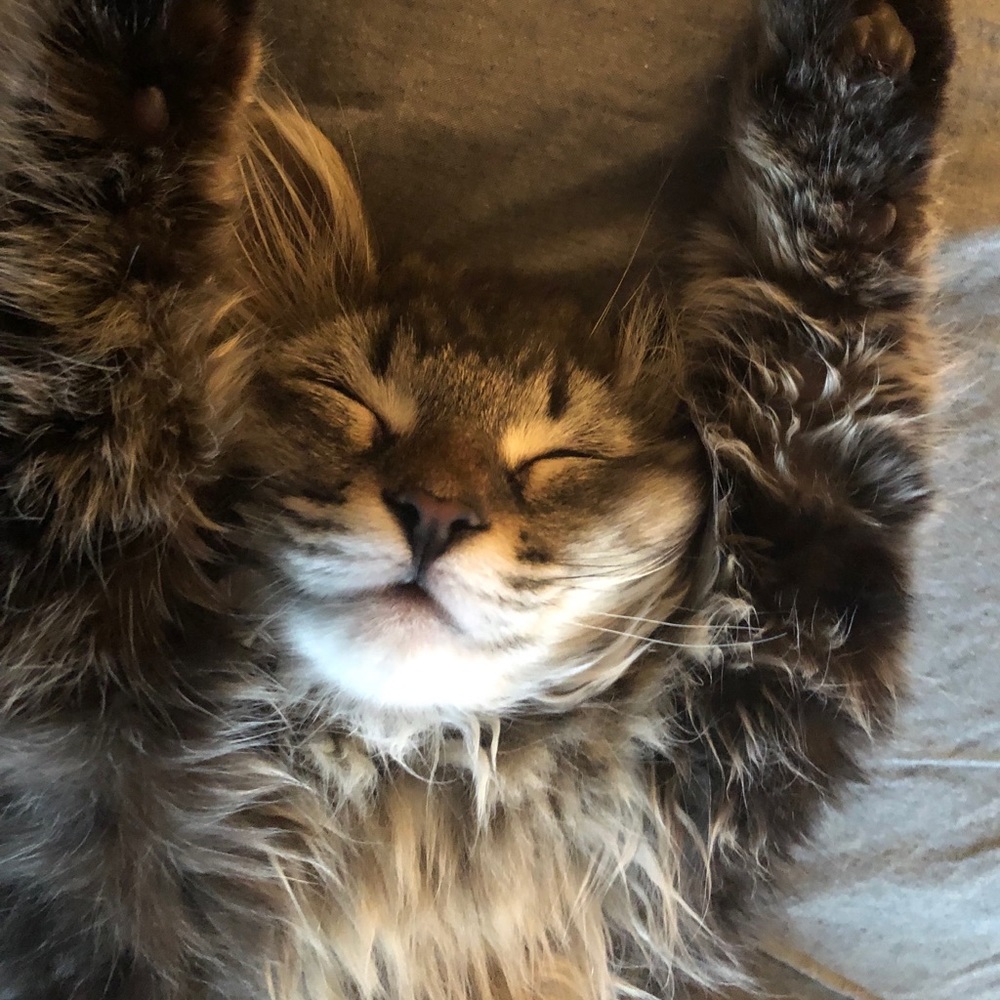 Meet your Posher, Paige